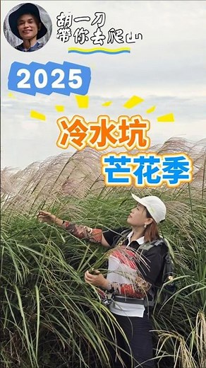 2025陽明山冷水坑芒花季開始囉，錯過再等一年，今年花況極佳，快點跟著胡一刀的腳步出發吧！#陽明山 #冷水坑 #芒花季