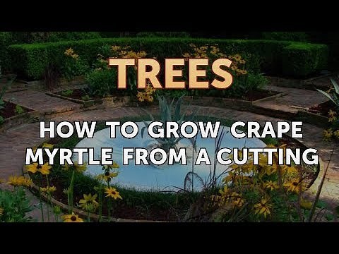 How to Grow Crape Myrtle From a Cutting