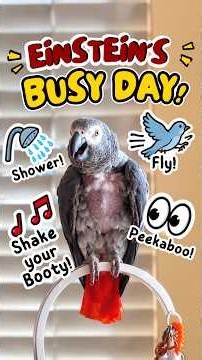 Einstein plans his busy day: flying, taking a shower, grapes, lunch & shaking his booty! 😂🐦❤️