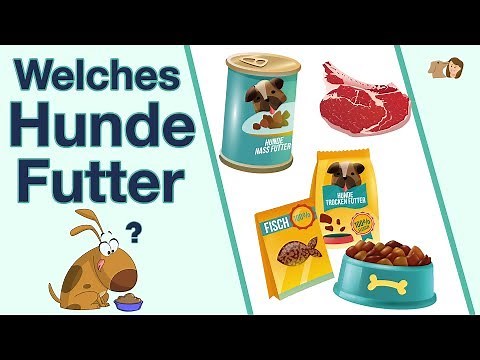 Welches Hundefutter ist das Beste? | 3 Futtersorten im Vergleich