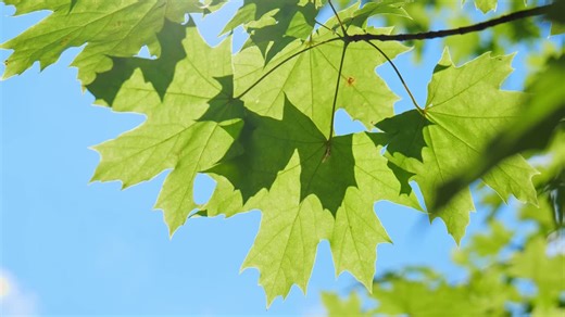 Green maple tree leaves waving calmly in a wind during sunny day | Premium Stock Video Footage