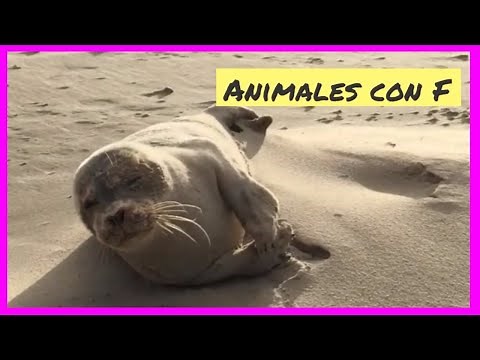 Animales con F 🐠🐹Aprende los animales que empiezan con la letra F 🐳 Abecedario con animales