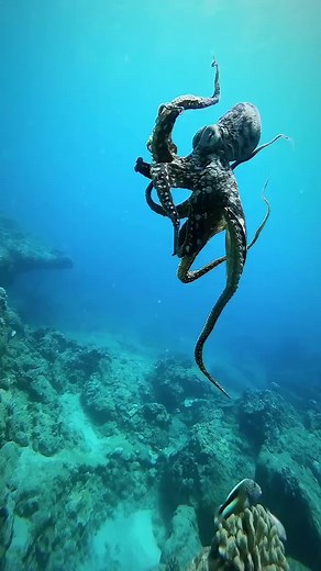 🐙 Octopuses are fascinating creatures of the sea! With their incredible intelligence, flexibility, and mesmerizing camouflage abilities, they never fail to amaze. These cephalopods have three hearts, and their eight arms are lined with suckers for excellent grip and manipulation. They're also known for their impressive problem-solving skills and have been observed using tools in the wild. From their intricate communication to their incredible color-changing displays, octopuses remain one of the