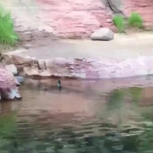 An otter enjoying Slide Rock State Park 😯 After early settlers wiped out Arizona's river otter population, wildlife managers reintroduced the otter to the Verde River in the 1980s. You can now see otters throughout the Verde River and its tributaries, wildlife officials say. | 12News