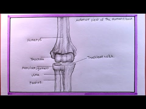 how to draw elbow joint/pivot joint diagram
