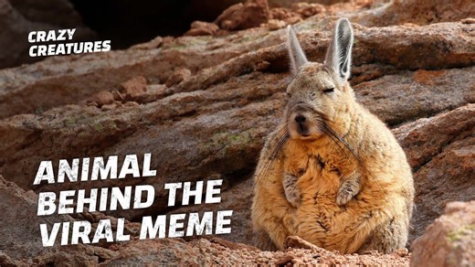 This Sleepy Viscacha Is the Internet’s Newest Meme Animal