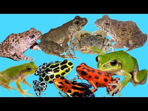 “Amazing Wild Catch! Japan Frog, Asian Snail & Toad in Nature”