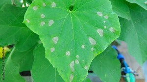 Cucumber disease. Spotted, yellowed and diseased cucumber leaf affected by a disease or pests caused by harmful insects, plant fungi, thrips and other diseases. Infection on leaves in Female Hands. Stock Video
