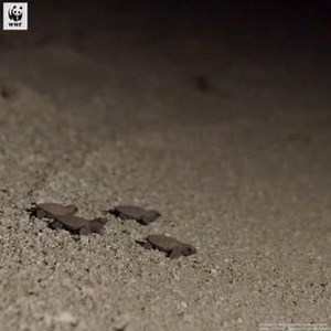 🌊 Turtle parade alert! 🐢 Watch these adorable hawksbill turtle hatchlings embark on their first-ever ocean adventure. It’ll be 30-50 years before any females of this clutch return to this beach to lay eggs of their own! Good luck little ocean warriors! 😍🌏 #turtles #conservation #feelgoodfriday | WWF-Australia