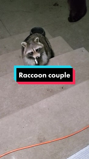 Sweet Pea and Hot Sauce: Adorable Raccoon Couple Date Night