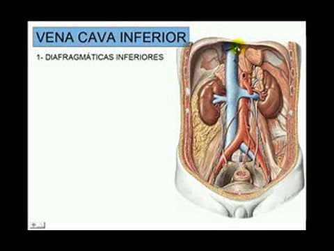 INFERIOR VENA CAVA 2