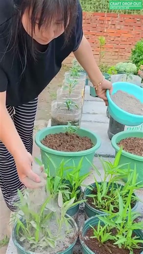 Wood Ash — The Free Natural Fertilizer! 🌿