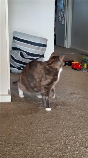 Cat starts wall falling on top of her #cat