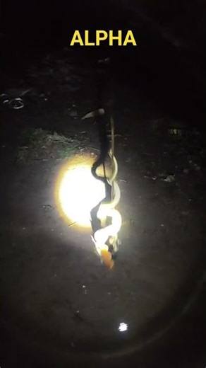 snake fish 🐟 #viral #ajjubhaiinmymatch #amazing #alphaves @alphafishing7734