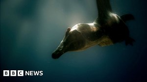 The underwater hunting technique of a Spinosaurus