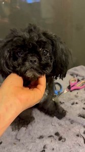 This is Leia. She was found with terribly matted fur that was hiding pelvic fractures, broken back legs, and a dislocated hip. Thanks to your support of our merch, @15outof10 was able to cover her $18,000 surgeries and laser therapy. She's fully recovered and has been adopted ❤️‍🩹