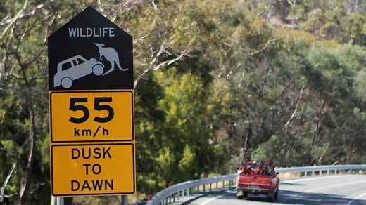 Roadkill data paints bloody picture of wildlife carnage across Tasmania