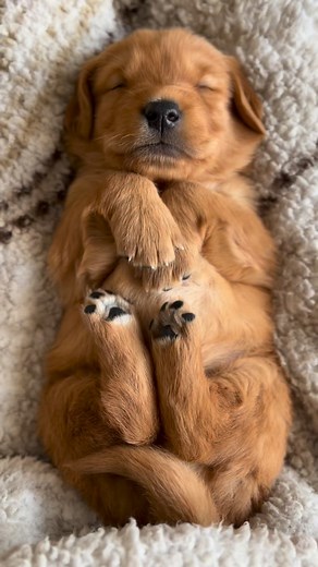 Cute aggression is the strange but common urge to squeeze, pinch, or bite something extremely cute — like a puppy, kitten, or baby — even though you’d never actually want to hurt it. It’s a psychological phenomenon where your brain’s emotional response to overwhelming cuteness mixes with a bit of frustration. Essentially, when something is too cute, your brain releases a bit of aggression as a way to balance your emotions so you don’t get completely overwhelmed. Researchers call it a “dimorphous