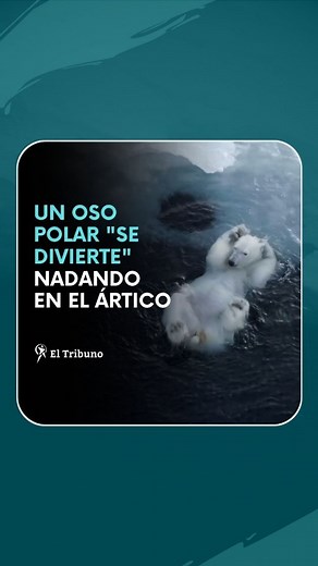 🐻‍❄️ UN OSO POLAR "SE DIVIERTE" NADANDO EN EL ÁRTICO ❄️ 🌨 En el hemisferio norte, el invierno llegó a su fin, y el cambio de temperatura se puede denotar en el comportamiento de la fauna. 🔹 📸 Es así que el fotógrafo Florian Ledoux logró capturar un momento enternecedor mientras recorría el Ártico. 📌 ✨ El hombre registró en imágenes el momento en el que un gran oso polar nadaba muy cerca del hielo, como si se divirtiera. 😅 💬 Es ahí cuando en su publicación, Ledoux comparte que "los osos po