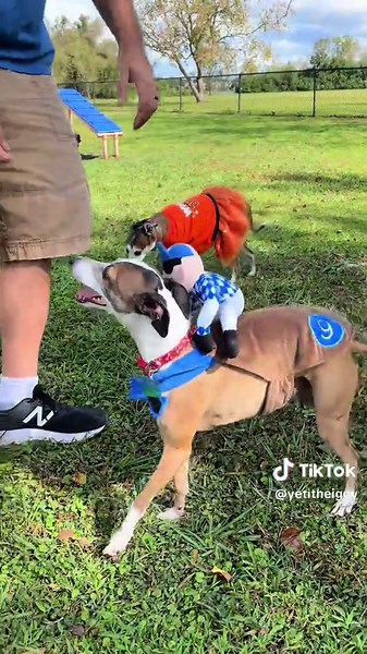 Yeti the Iggy on TikTok