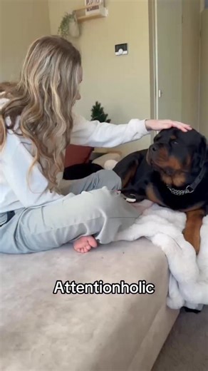 “Put that fluffing phone away mom!!” #rottweiler #dogs #funny #pets | Dycederottweiler