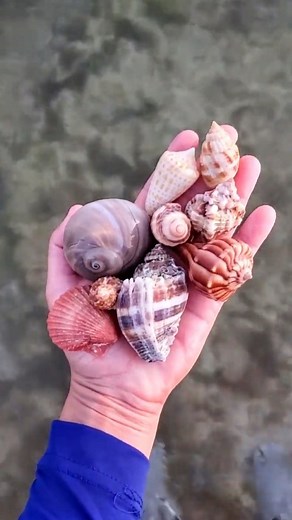 13K views · 66 reactions | Share if you love Shelling! ✨️⬇️ . . . Want to know my BEST shelling tips? Click the "Subscription" tab in my bio for exclusive access! . . . Beach Combing, Florida, Seashells, Shells, Rare Finds, Junonia, Conch, #rarefinds #shells #shelling #swflorida #seashells #foundonthebeach #outinnature #letsgoshelling #floridalife | The Seashell Mermaid | Facebook
