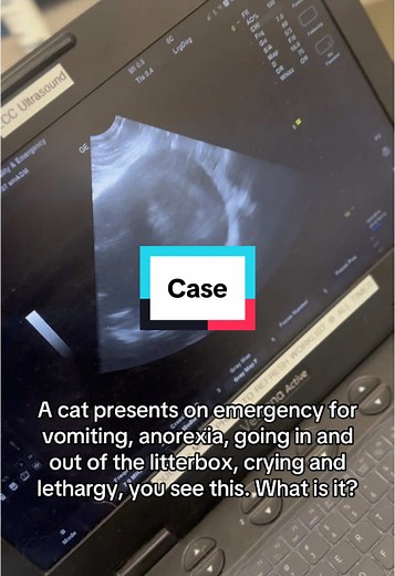 Emergency Care for Obstructed Cat Urination