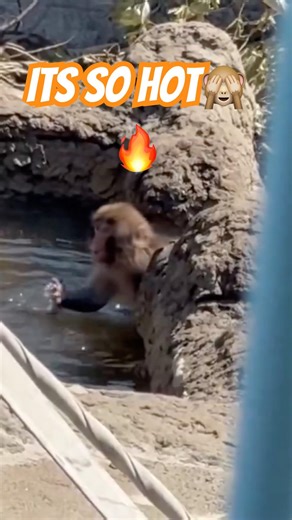 Punch try the hot water #shorts