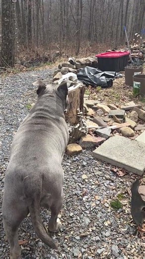 Benji "No Nutz" cries for Beavis #americanbully