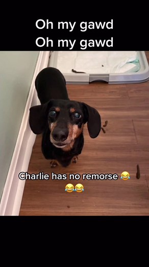 Sometimes my pre-poo spin gets outta control and then splat 💩#charlieskingdom20 | Charlie’s Kingdom