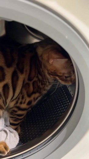 Bengal Cat Peeking Out from Washing Machine