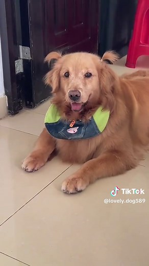 lovely dog589 (@lovely.dog589)’s video of golden retriever