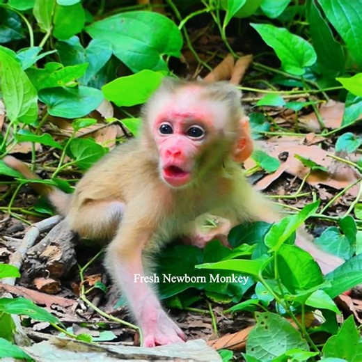 Milk milk mommy baby need milk, FNM102017 | Fresh Newborn Monkey