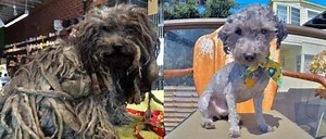 Beautiful Story Of The Week: Abandoned Dog With Dreadlocks Gets Rescued!