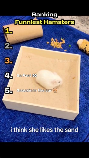 Ranking Funniest Hamsters 🐹 #shorts