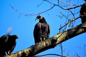 How To Get Rid Of Black Vultures, According To Experts