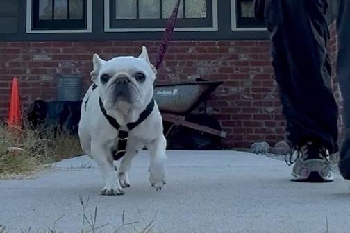 Trot, trot, trot...Snow strutting her stuff! Sound on for frenchie sounds effects! | French Bulldog Village