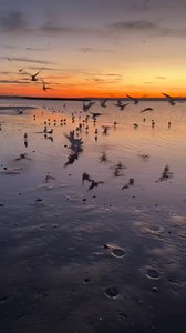 Morning at Orchard Beach. The Bronx, USA. VIDEO: Focal Point Gallery . . . #regram #thebronx #bronx #fromthebronx #fromthebronxtotheworld #thebronxdoesitbetter #iamthebronx #wearethebronx #thebronxnyc #thebronxusa #nyctourism #whatsgoodnyc #focalpointgallery #cityisland #cityislandbronx #seagulls #sun #sunrise | from The Bronx
