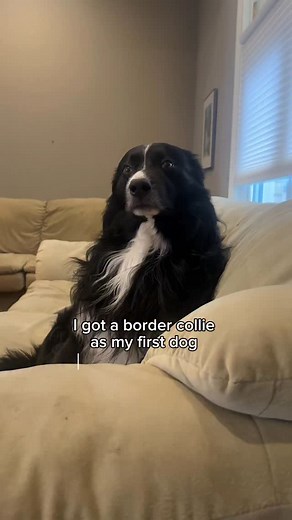 197K views · 2.3K reactions | Border collies can be amazing, but...