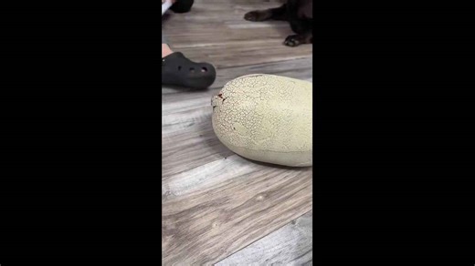 Son reacts to dinosaur egg hatching in Fishers, USA