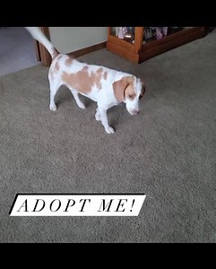 51 reactions · 3 comments | RIKER (REESE #248) Riker is a beagle mix...