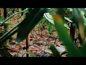 LOS DANZANTES OAXACA - Carta, fotos y opiniones del restaurante