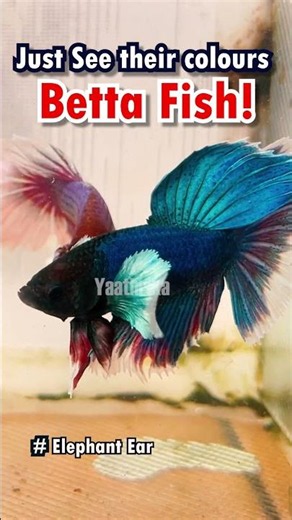 These Bettas Are Absolutely Stunning! 🐠✨