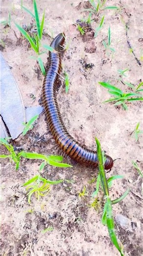 #millipede #insects #animals