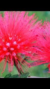 Calliandra plant ।। Powder puff grow #shortvideo #gardening #plants