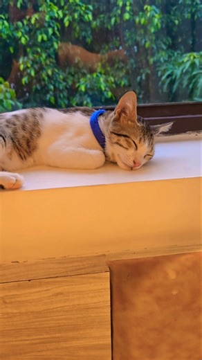 Sleeping Time 😻 #kitten #cat #pets #funnyvideo #explore #foryou #family #entertainment