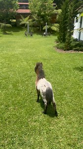 Gabino de San Samuel 😍 Appaloosa 🐆 | San samuel mini horses