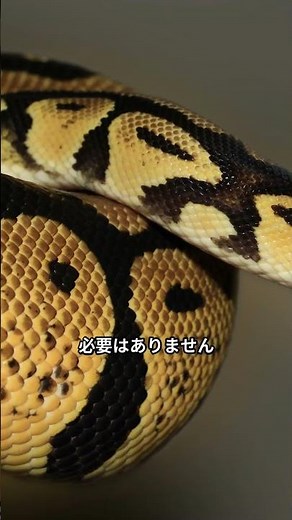 【初心者必見！Pythonインストール完全ガイド】#Python #インストール #Shorts