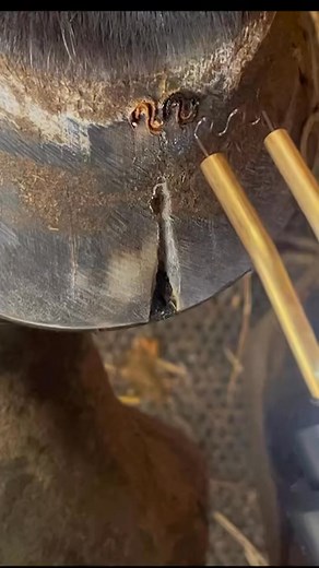 Healing hooves = happy horses | Hoof Video