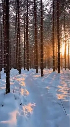 Quiet Winter Forest Walk — Pure Natural Calm